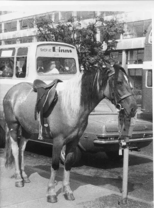 Framed Print : A horse tied to a parking meter Framed Print : A horse tied to a parking meter