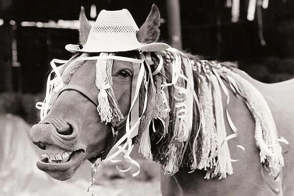 A horse wearing a hat and unusual bangs for his hair, whinnying with his mouth open