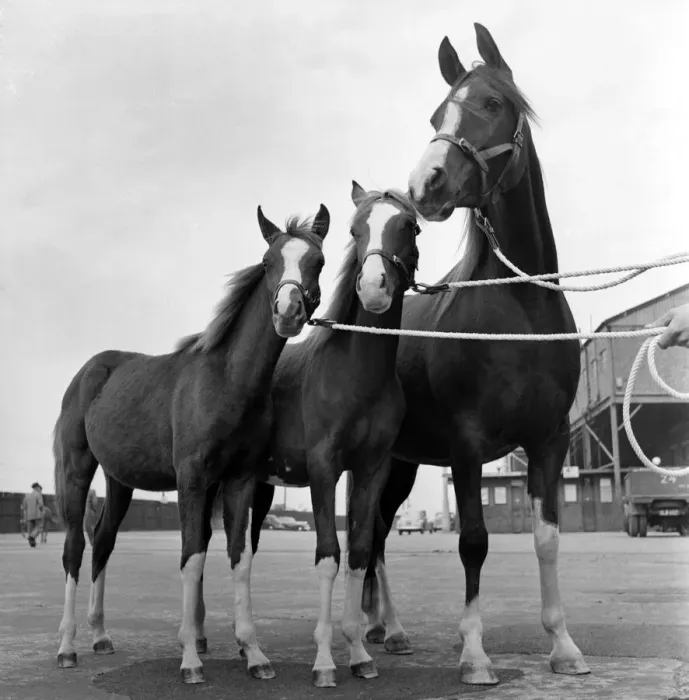 Framed Print : Horse of the year show, Harringay. October 1952 C4933