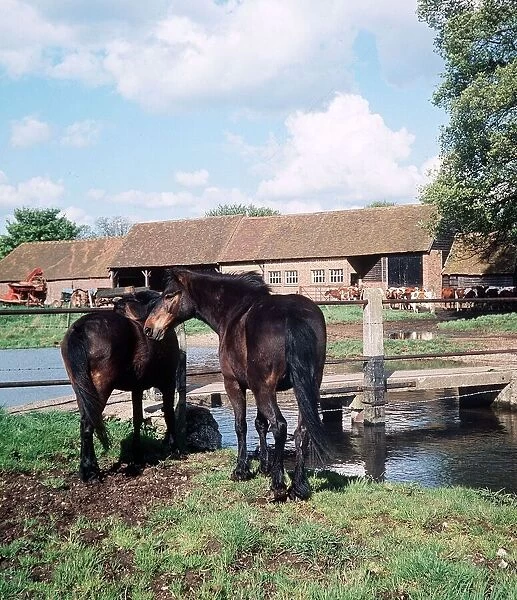 Horses on a farm - 1968
