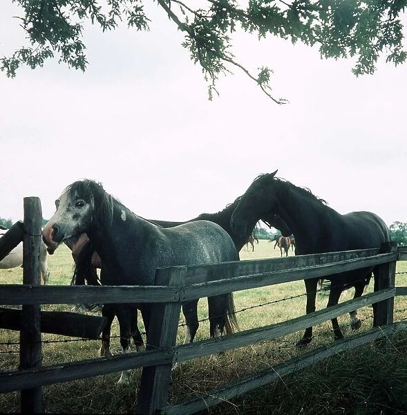 Horses in Field - May 1975