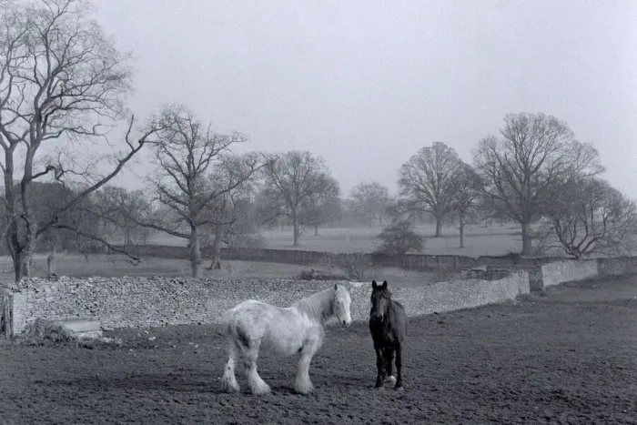 Framed Print : A horses grazing in a paddock in a farm in the Hertfordshire countryside with Framed Print : A horses grazing in a paddock in a farm in the Hertfordshire countryside with