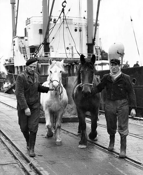 These horses are led away to a Belgian slaughter horse. January 1960