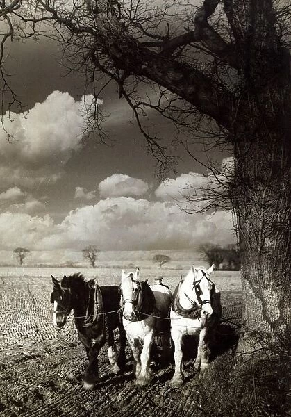 Horses ploughing a field during early spring in Brundall, Norfolk