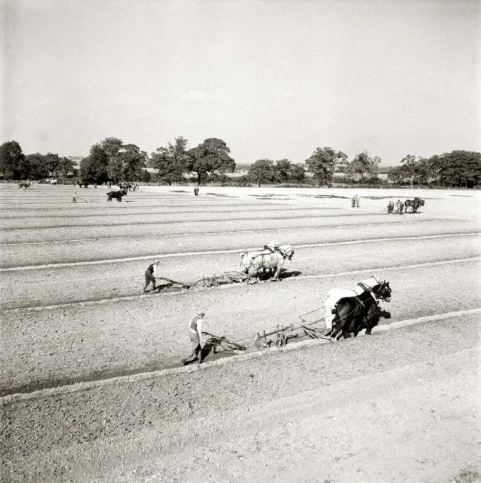Framed Print : Horses ploughing the fields on the farm circa 1963 A©Mirrorpix Framed Print : Horses ploughing the fields on the farm circa 1963 A©Mirrorpix