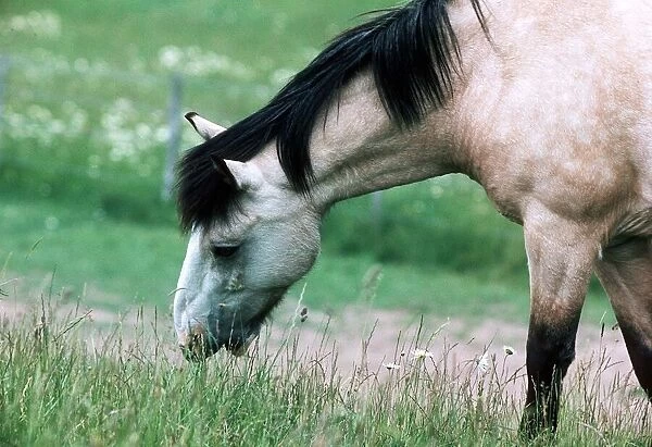 Horses and Ponies in Kent - June 1977