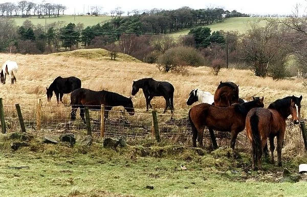 Horses ponies loose in field abandoned Newhouse