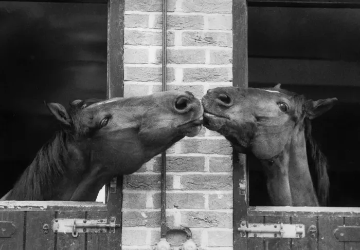 Framed Print : Horses at the Bill Roach stables