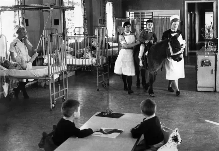 Framed Print : Hospitals: Pindy the donkey seen here in the childrens ward at Wakefield Hospital