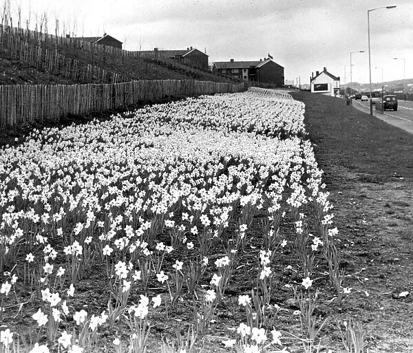 A host of golden daffodils on Newcastles Scotswood Road on 17th April 1985
