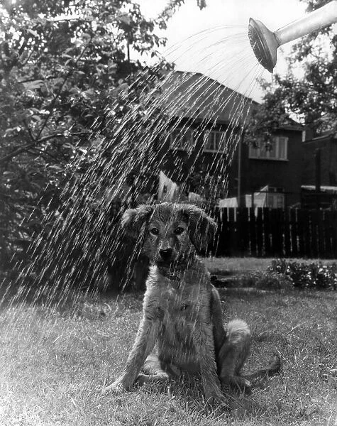 Hot Dog - Cooled Down. 3 months old Peggy, a puppy watched her mistress watering