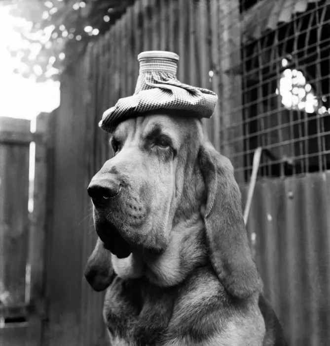 Framed Print : Hot Weather. Bruce the Bloodhound tries to keep a cool head with a ice pack Framed Print : Hot Weather. Bruce the Bloodhound tries to keep a cool head with a ice pack