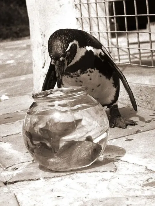 Framed Print : Houdini the Penguin eyes the goldfish bowl for a free feed goldfish birds Framed Print : Houdini the Penguin eyes the goldfish bowl for a free feed goldfish birds