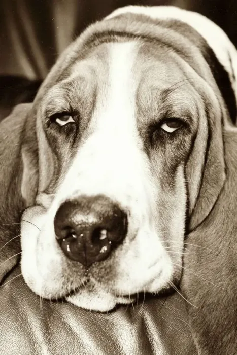 Framed Print : hound sleeping, looking grumpy and tired, resting his chin