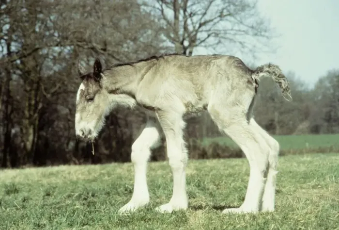 Framed Print : Four hours old shire colt foal born to mar Sarendon charm takes his first steps Framed Print : Four hours old shire colt foal born to mar Sarendon charm takes his first steps