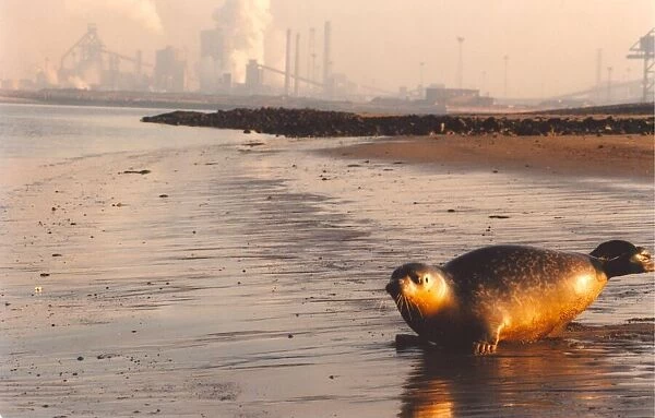 Howie the seal at Seal Sands, Teeside