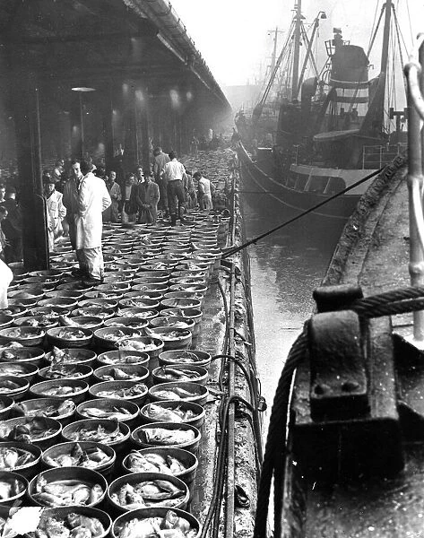 Hull St. Andrews Dock 1954 with fish being unloaded from side winding trawlers of