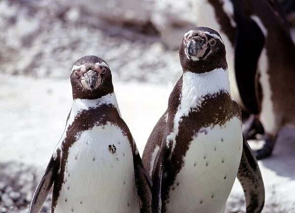 Two humboldt penguins at Blackpool Zoo June 1976