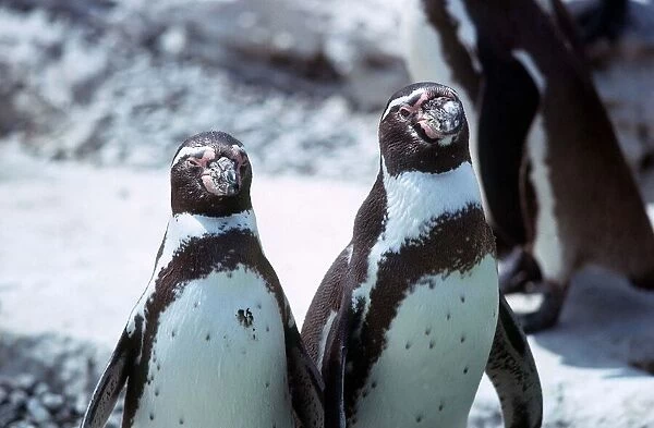 Humboldt Penguins - June 1976
