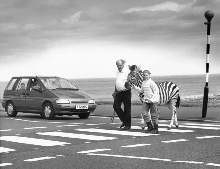 Framed Print : Humbug the zebra crosses a zebra crossing in Tynemouth on his way to the circus Framed Print : Humbug the zebra crosses a zebra crossing in Tynemouth on his way to the circus