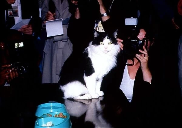 Humphrey the cat returns home to No. 10 Downing Street. Celebrity cat