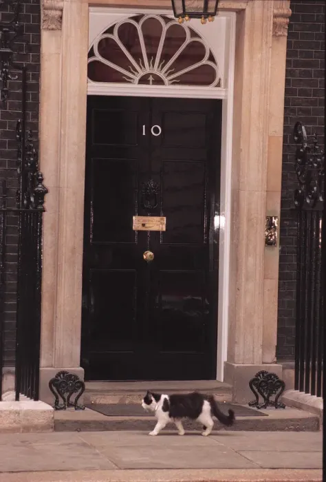 Framed Print : HUMPHREY THE DOWNING STREET CAT