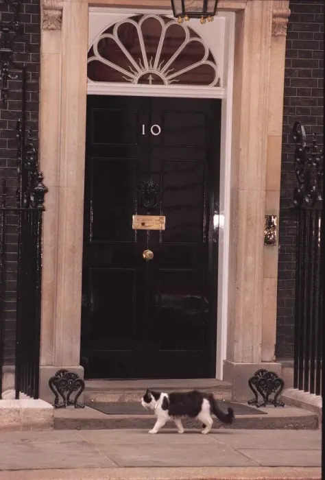 Framed Print : Humphrey the Downing street cat March 1996