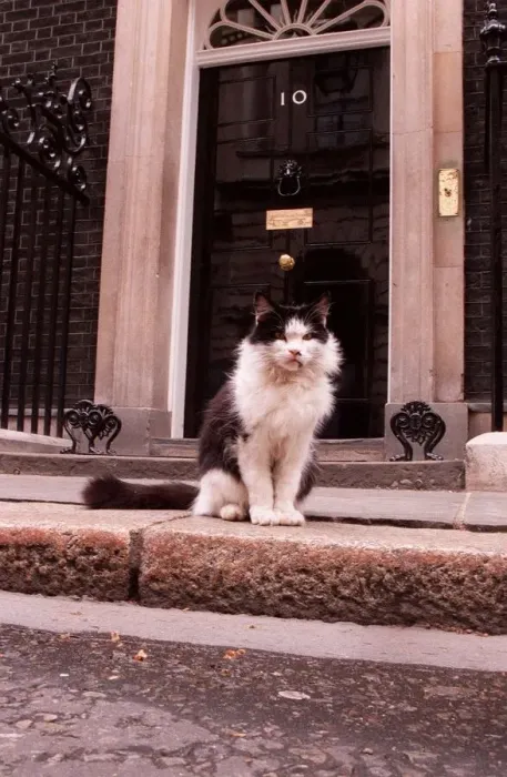 Framed Print : Humphrey the Downing Street cat sitting outside number 10