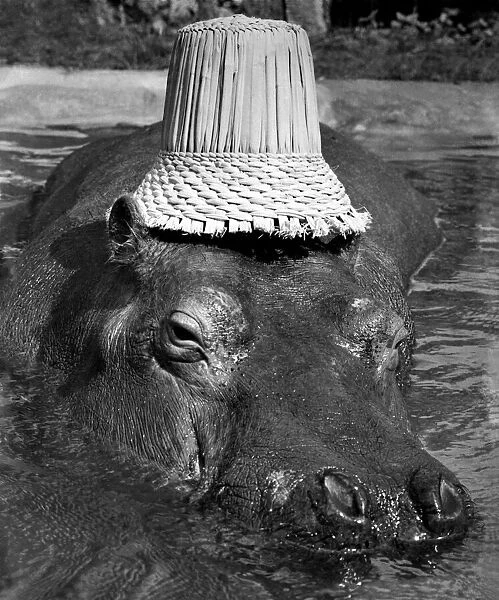 Humphrey a hippo at Chessington Zoo lazes in his pool wearing a slightly undersized straw