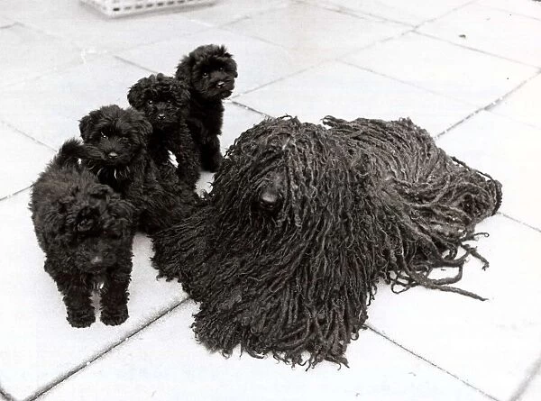 Four Hungarian puli dog puppies with Bodri the dishmop dog in Hampstead London