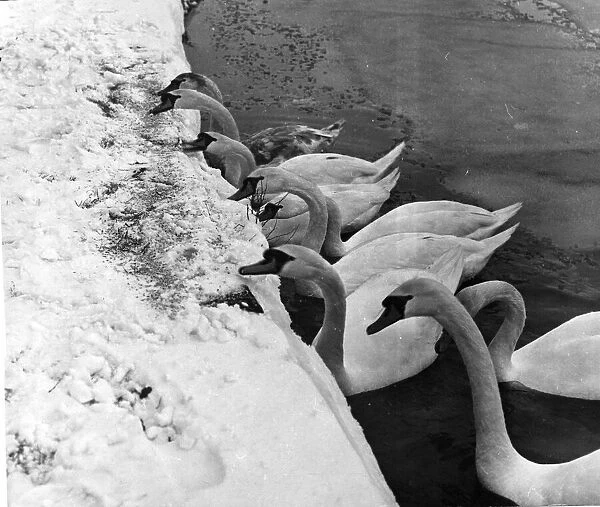 Hungry swans, their natural food sealed off by ice, are given crumbs at Roath Park