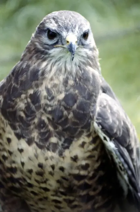 Framed Print : A hunting falcon at the Game Show at Broughton Hall in Yorkshire July 1979