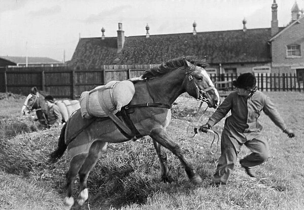 Hunting Girls working at the Army Remount Depot. Training Jack Ponies for their