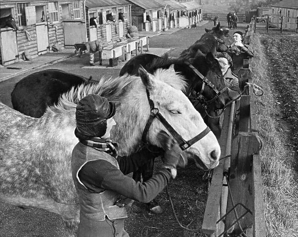 Hunting Girls working at the Army Remount Depot. Grooming the horses