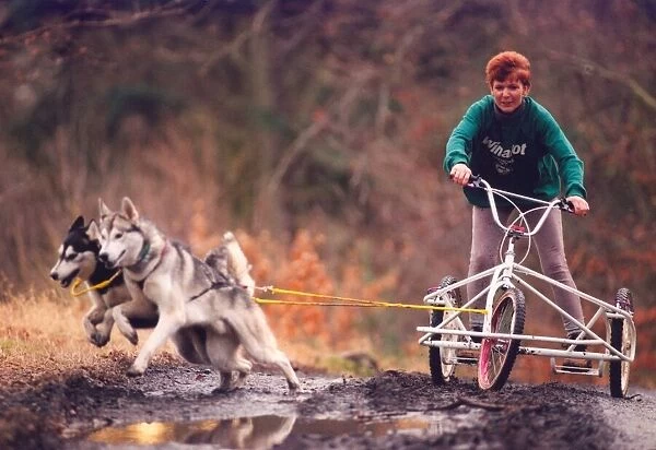 These Huskies are put through their paces at Chopwell Woods