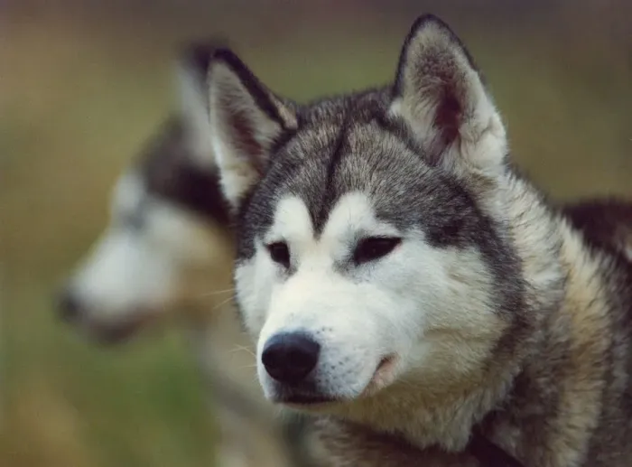 Framed Print : Huskies waiting to race