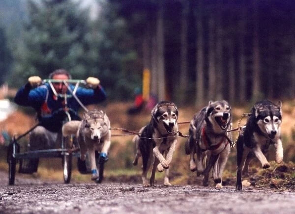 Husky racing at Kielder Forest