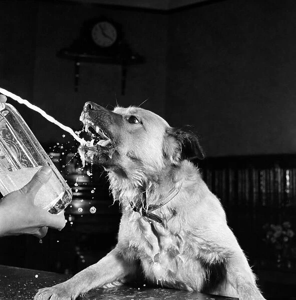 I don t have a drink problem ! Mr John Normans dog Nobby drinks soda water