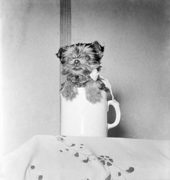 I m not a mug says seven weeks old Dot, a Yorkshire terrier and adds '