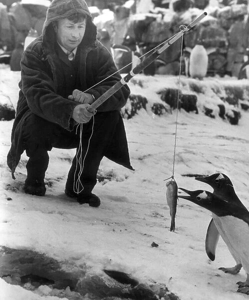 Ian Lonnon, head keeper at Edinburgh Zoo, catches his tea Eskimo style December 1981