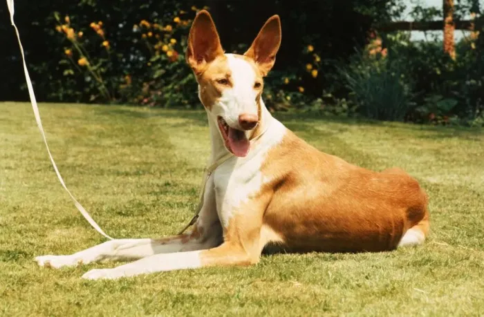 Framed Print : An Ibizan Hound dog lying down on the grass June 1987 animal animals cute Framed Print : An Ibizan Hound dog lying down on the grass June 1987 animal animals cute