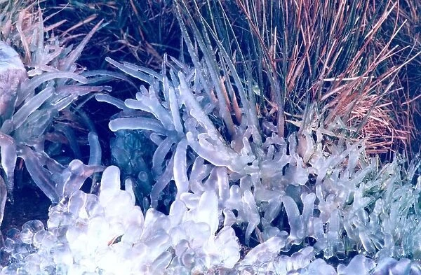 The ice has formed round single blades of grass which makes this look like a photograph
