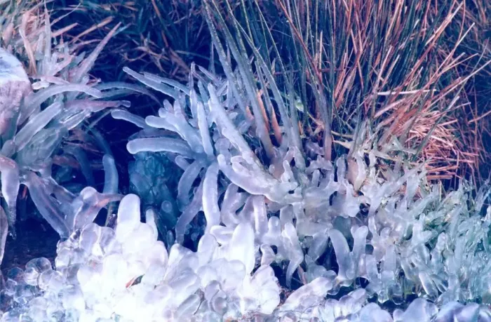 Framed Print : The ice has formed round single blades of grass which makes this look like a photograph Framed Print : The ice has formed round single blades of grass which makes this look like a photograph