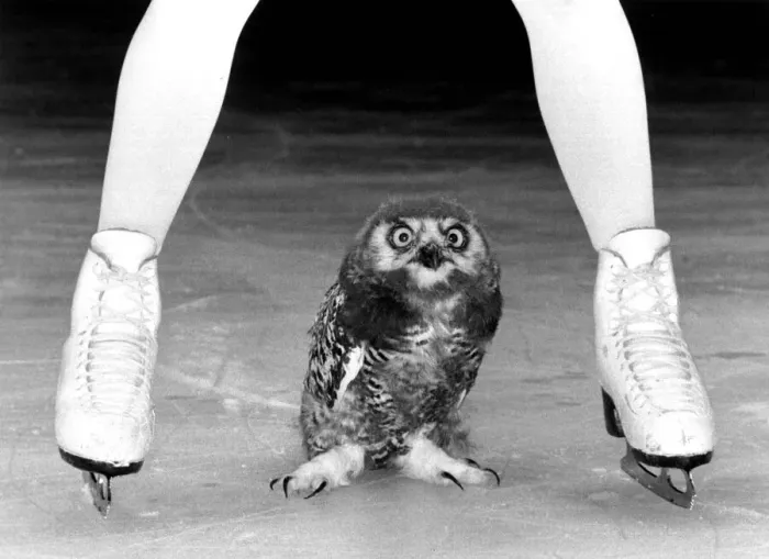 Framed Print : Ice star Jayne Torvill skated out with a new partner yesterday - the snowy owl Bolero Framed Print : Ice star Jayne Torvill skated out with a new partner yesterday - the snowy owl Bolero