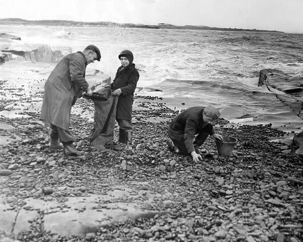 Ignoring the incoming tide and the flying spray, 'coal harvesters'