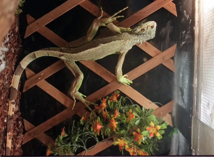 Framed Print : Iguana which Michelle McMillan gave to Glasgow Zoo but was later found for sale Framed Print : Iguana which Michelle McMillan gave to Glasgow Zoo but was later found for sale