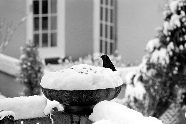 With over three inches of snow covering the top of the bowl bird table-giving it