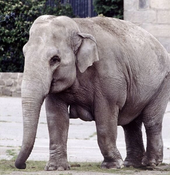 An indian elephant at a zoo in England Circa 1980