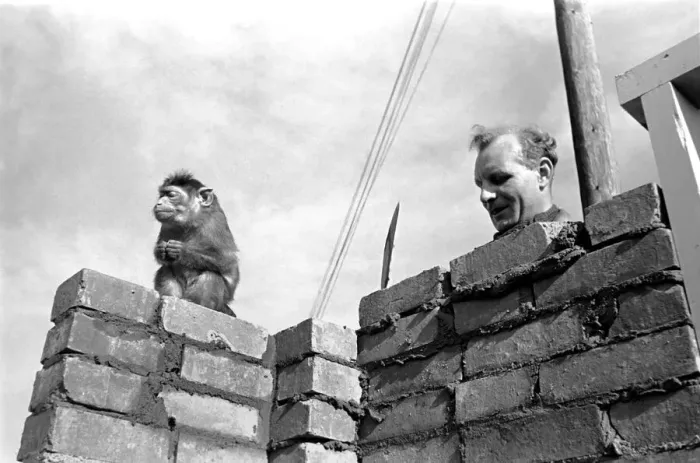 Framed Print : Indian Monkey watches a brickie lay down a course of bricks. Chessington Zoo Framed Print : Indian Monkey watches a brickie lay down a course of bricks. Chessington Zoo