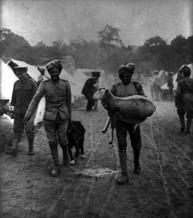 Framed Print : Indian soldiers carrying sheep into camp during World War One Circa 1916 Framed Print : Indian soldiers carrying sheep into camp during World War One Circa 1916